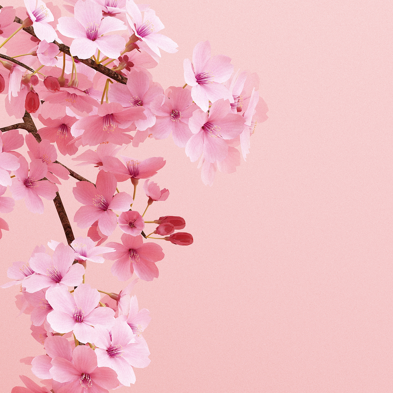 桜の花へのオマージュ