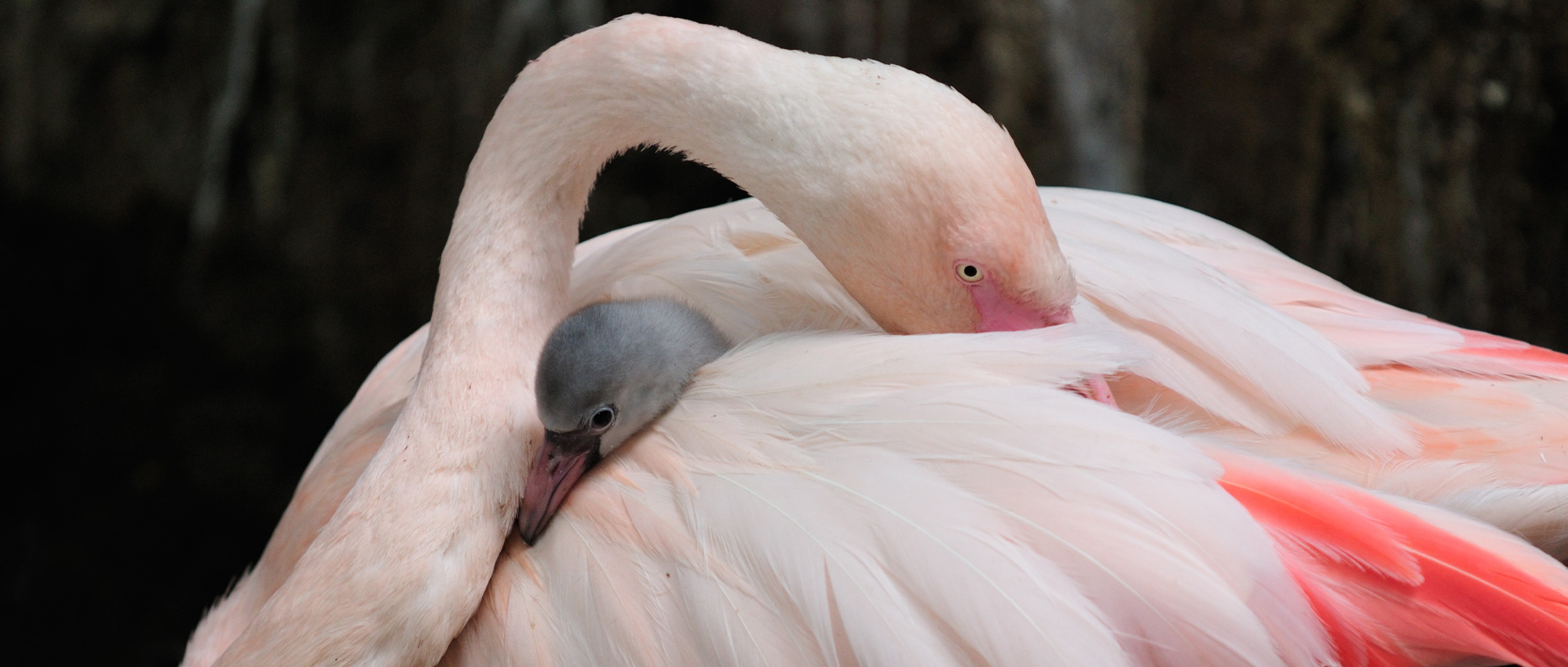 ニーシングが地元地域へ貢献できること