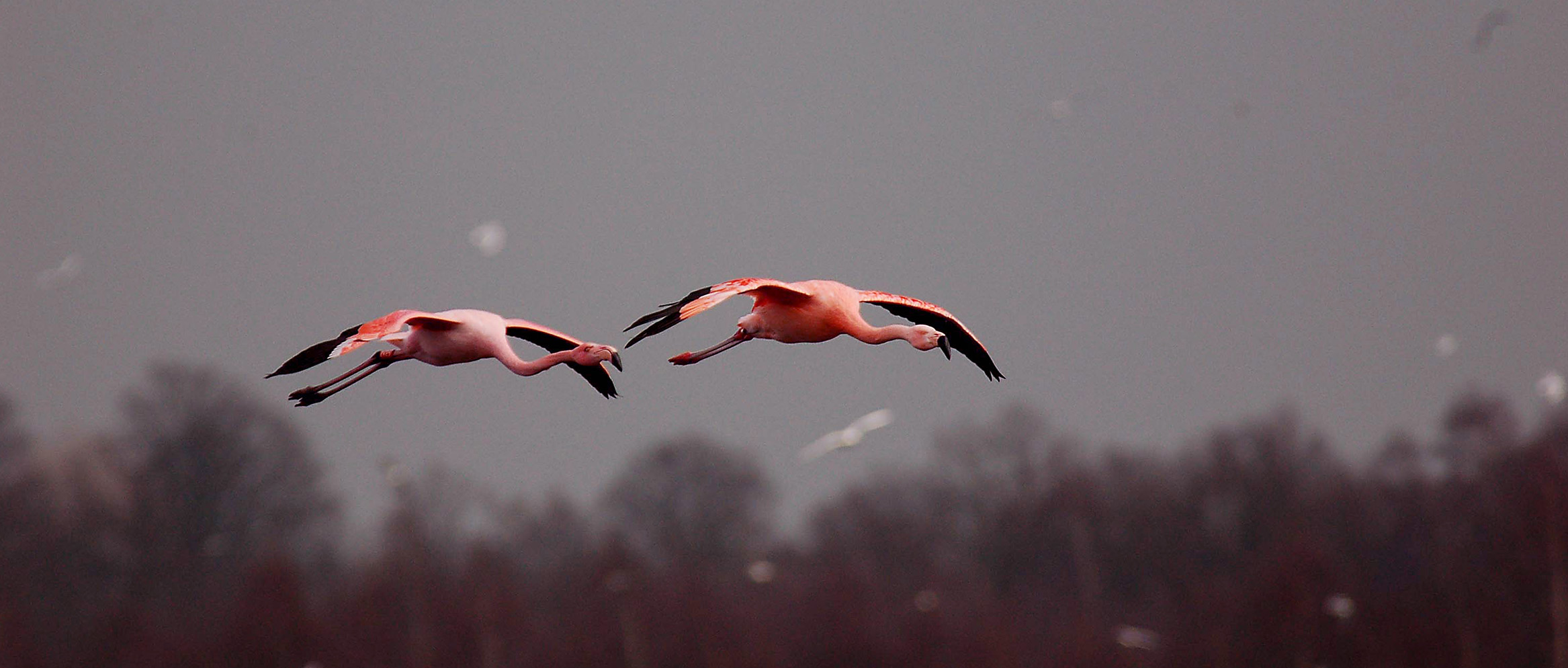 ニーシングが地元地域へ貢献できること