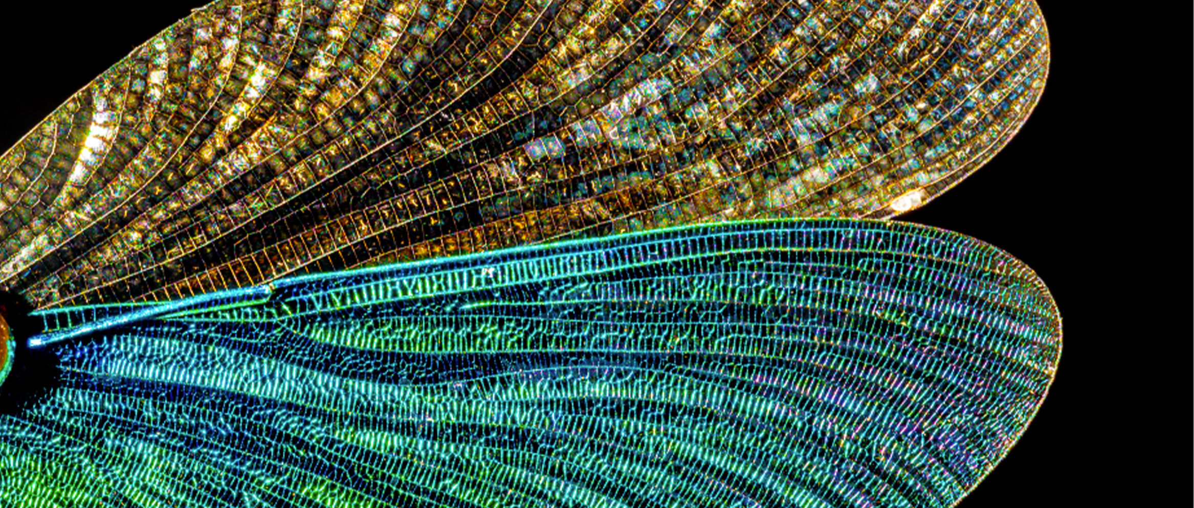 魅惑的な幻影のきらめき