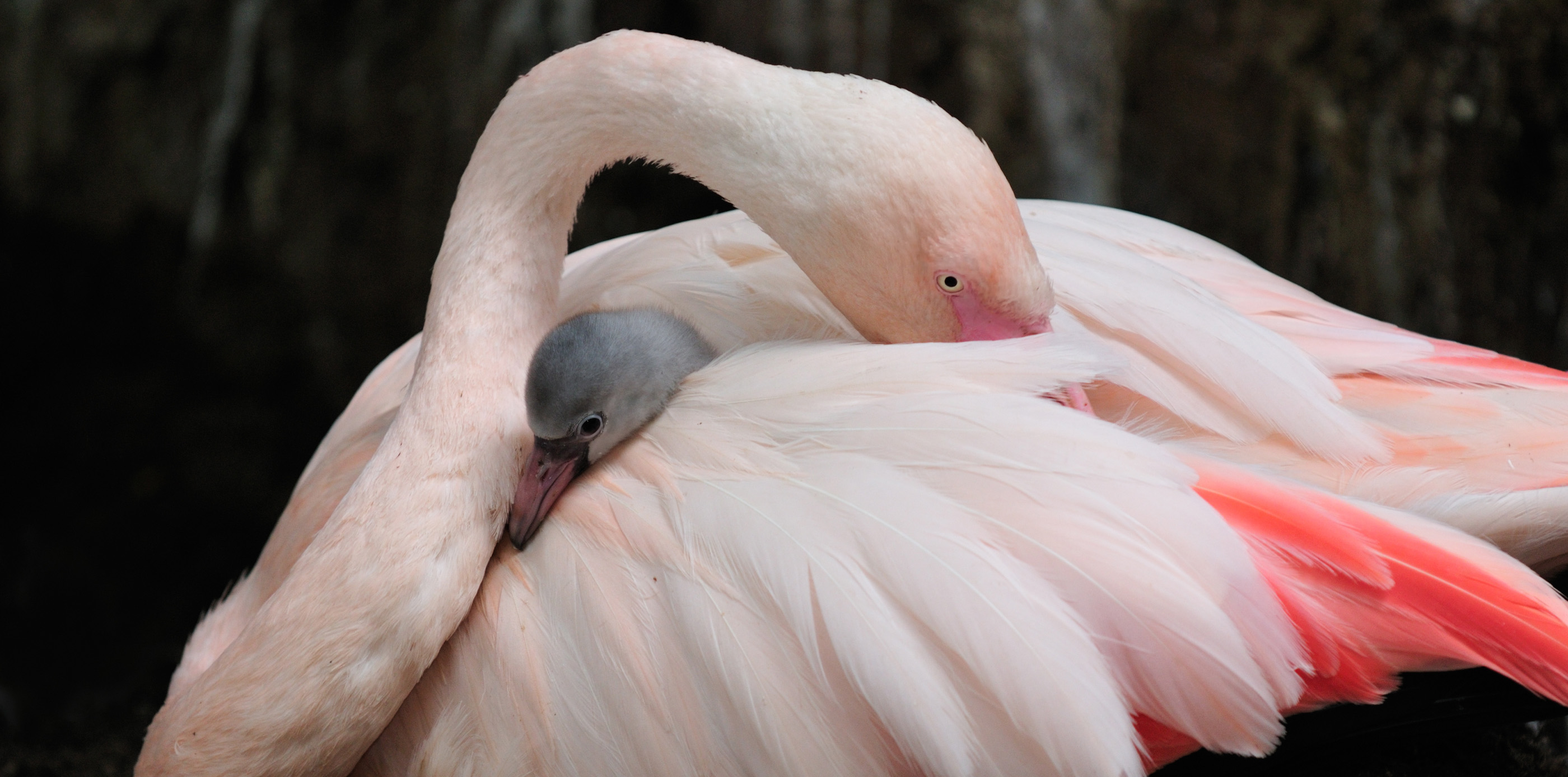 シルバーリングを着けたピンクの鳥